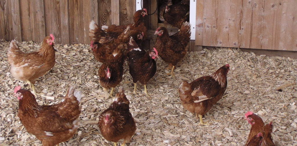 Hühner, Margits Hofladen